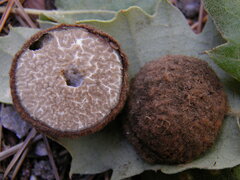 Tuber panniferum