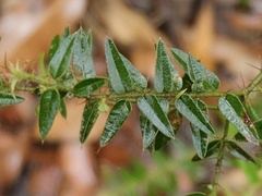 Podolobium aciculiferum