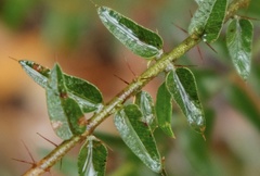 Podolobium aciculiferum