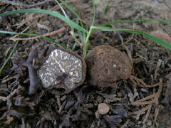 Tuber panniferum