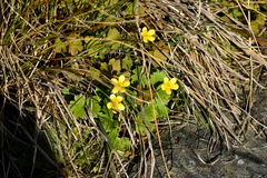 Ranunculus multiscapus