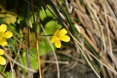 Ranunculus multiscapus