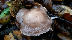 Cortinarius ohlone