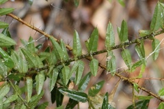 Podolobium aciculiferum