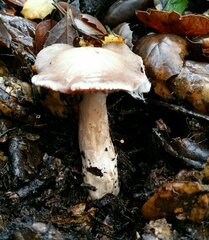 Cortinarius ohlone