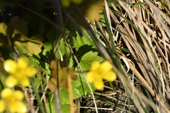 Ranunculus multiscapus