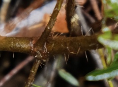 Podolobium aciculiferum