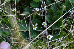 Geum leiospermum