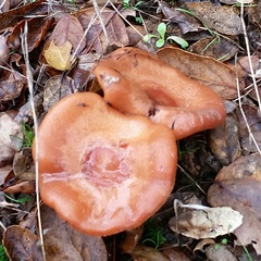 Lactarius xanthogalactus