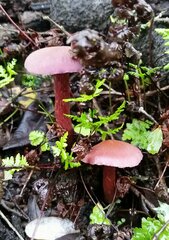 Laccaria amethysteo-occidentalis