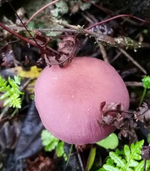 Laccaria amethysteo-occidentalis
