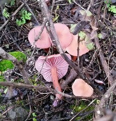 Laccaria amethysteo-occidentalis