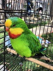 Psittaculidae