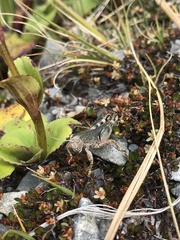 Brachaspis collinus