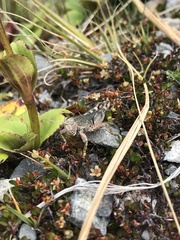 Brachaspis collinus