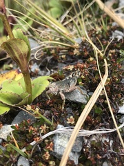 Brachaspis collinus