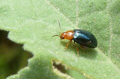 Podagrica fuscicornis