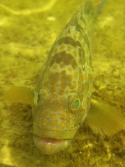 Epinephelus coioides