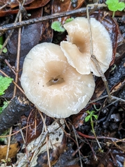 Clitocybe fragrans
