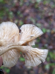 Clitocybe fragrans
