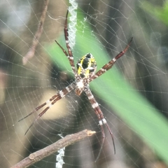 Argiope mangal