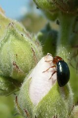 Podagrica fuscicornis