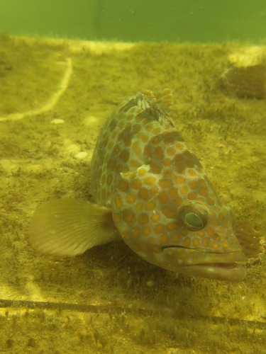 Duskytail grouper (Epinephelus bleekeri) — Serranidae — 5