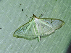 Cydalima pfeifferae