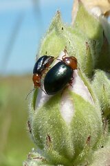 Podagrica fuscicornis