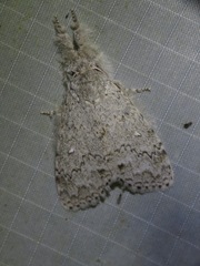 Calliteara mundi