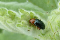 Podagrica fuscicornis