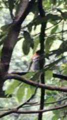 Hemixos castanonotus