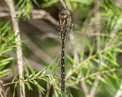 Austroaeschna pulchra