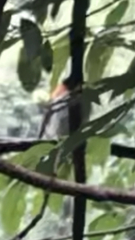 Hemixos castanonotus