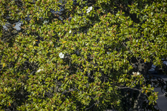 Magnolia grandiflora