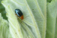 Podagrica fuscicornis