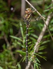 Austroaeschna pulchra