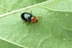 Podagrica fuscicornis