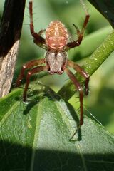 Pararaneus perforatus