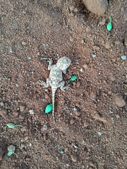 Agama aculeata distanti