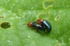 Podagrica fuscicornis