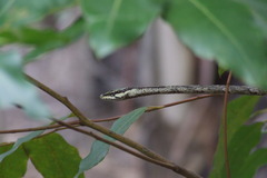 Thelotornis capensis