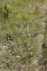 Helichrysum herbaceum