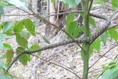 Thelotornis capensis