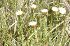Helichrysum herbaceum