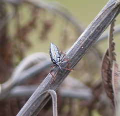 Rhinotia lineata