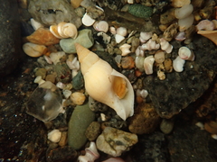 Buccinulum littorinoides