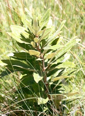 Searsia discolor