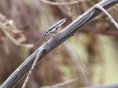 Rhinotia lineata