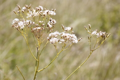 Senecio isatideus